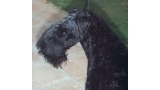 Kerry Blue Terrier.  Ch. Armshead Leader of the Pack.