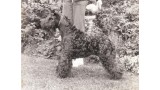 Kerry Blue Terrier. Louisburgh Bahola