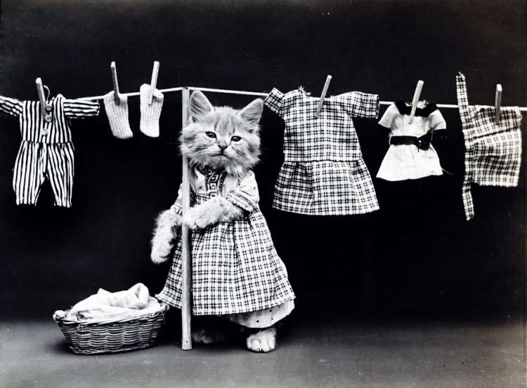 ¿Es recomendable que los gatos usen ropa? Gatito con ropa