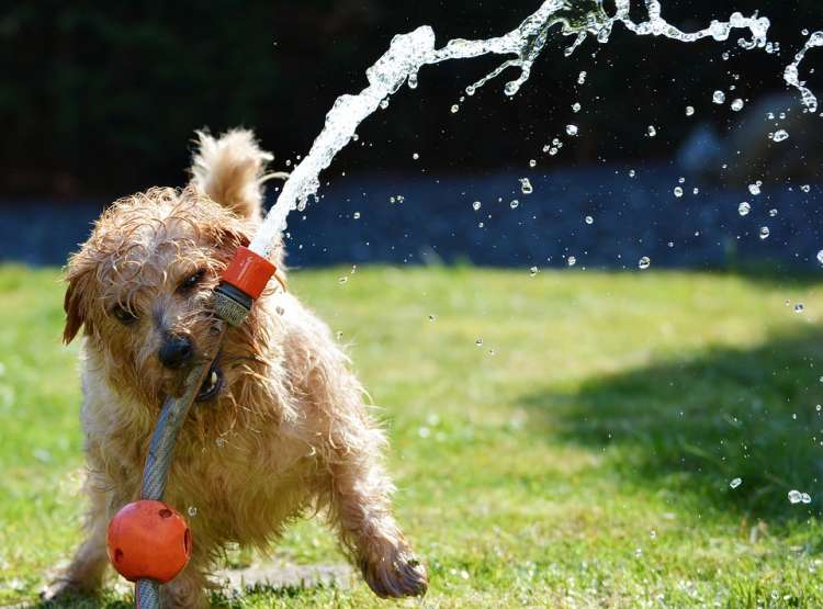 Perros y verano: diversión al máximo Perros en verano