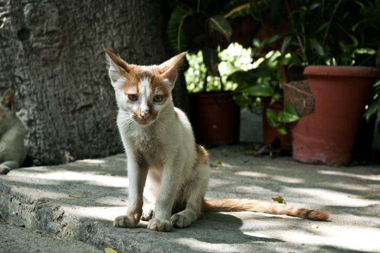 Cómo reconocer si tu gato tiene anemia gato palido