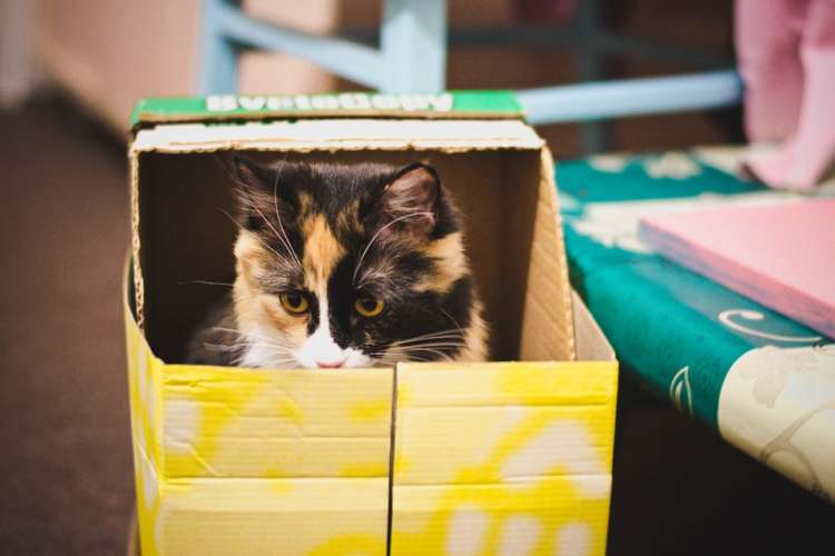 Entérate por qué los gatos adoran las cajas Gato caja