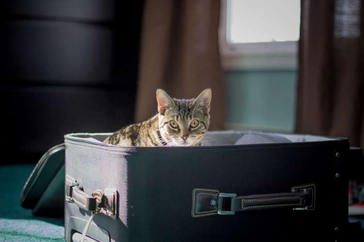 Gato en la maleta