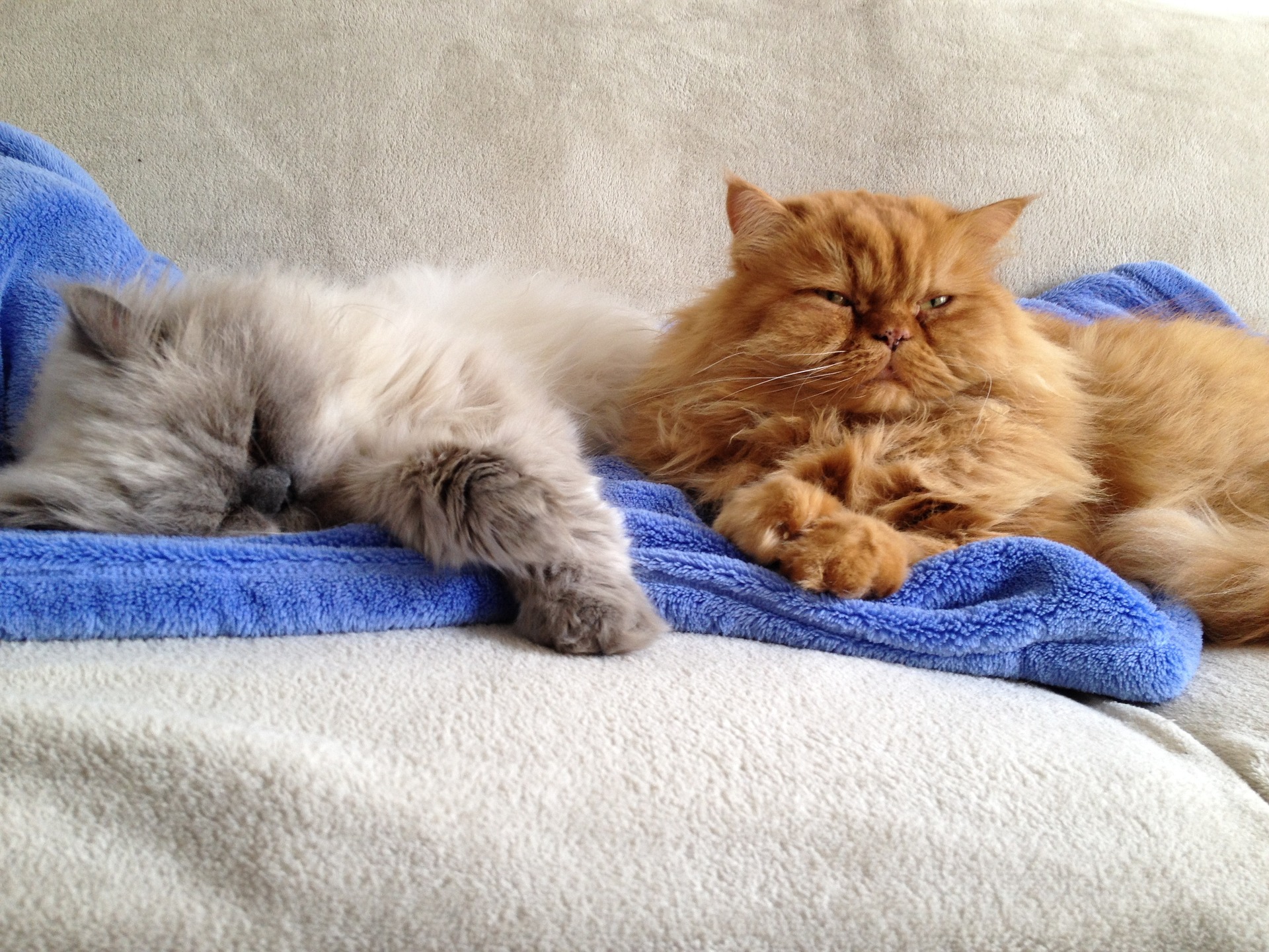 Diferencias entre el patrón y la capa en el pelaje de un gato Gatos persas durmiendo