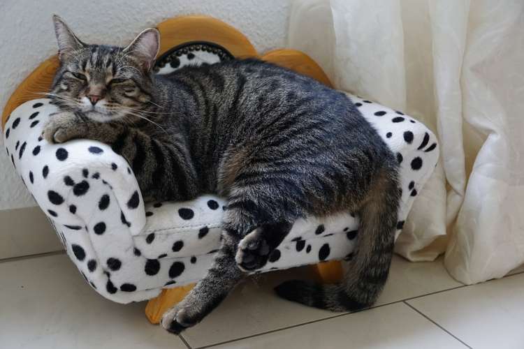 Sorpréndete con estas 15 curiosidades sobre los gatos Gato en su sillón