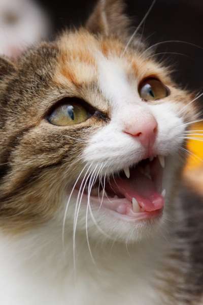 ¿Es normal que los gatos se babeen o saliven mucho? Gato maullando