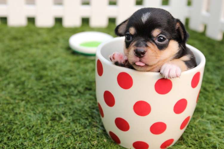 5 Razas de perros más pequeñas del mundo Perro pequeño