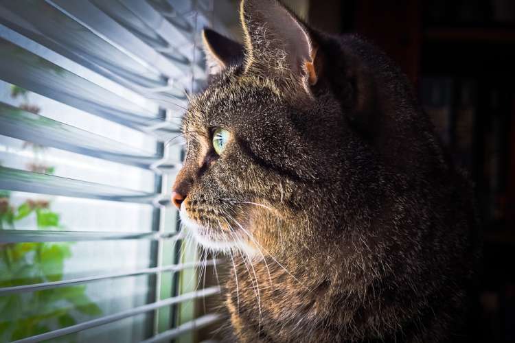 Mantén tu gato seguro durante el verano Gato mirando a través de una persiana