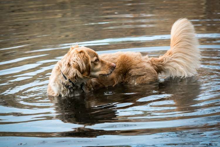 ¿Sabes por qué los perros se persiguen su cola? Perro en el agua