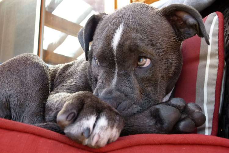 ¿Realmente existen razas de perro peligrosas? Pitbull