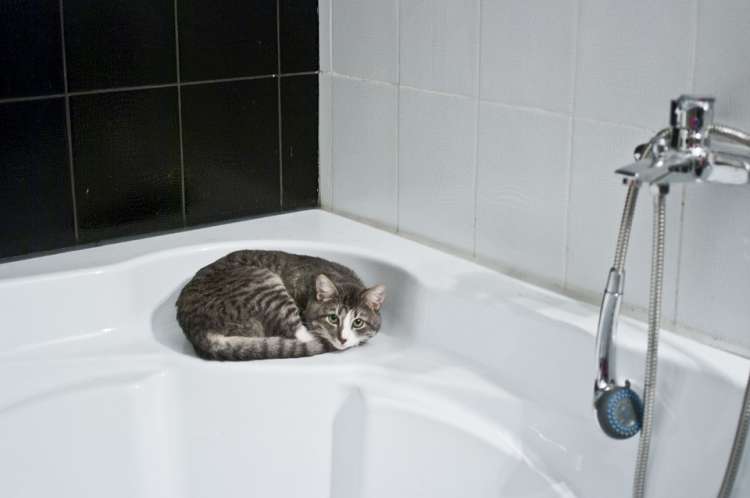 Consejos para bañar a tu gato gato en la bañera