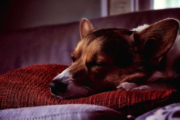 Dormir con tu perro no afecta  tu descanso, afirma la ciencia Perro durmiendo