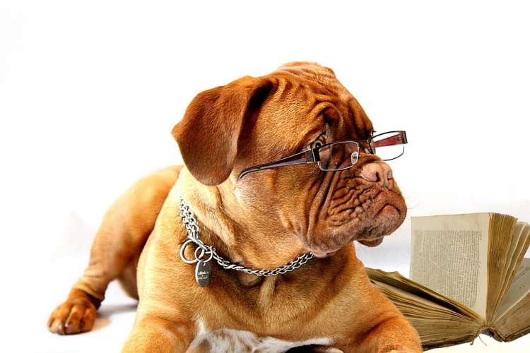 Te presentamos las 5 razas de perros inteligentes en el mundo Perro con lentes