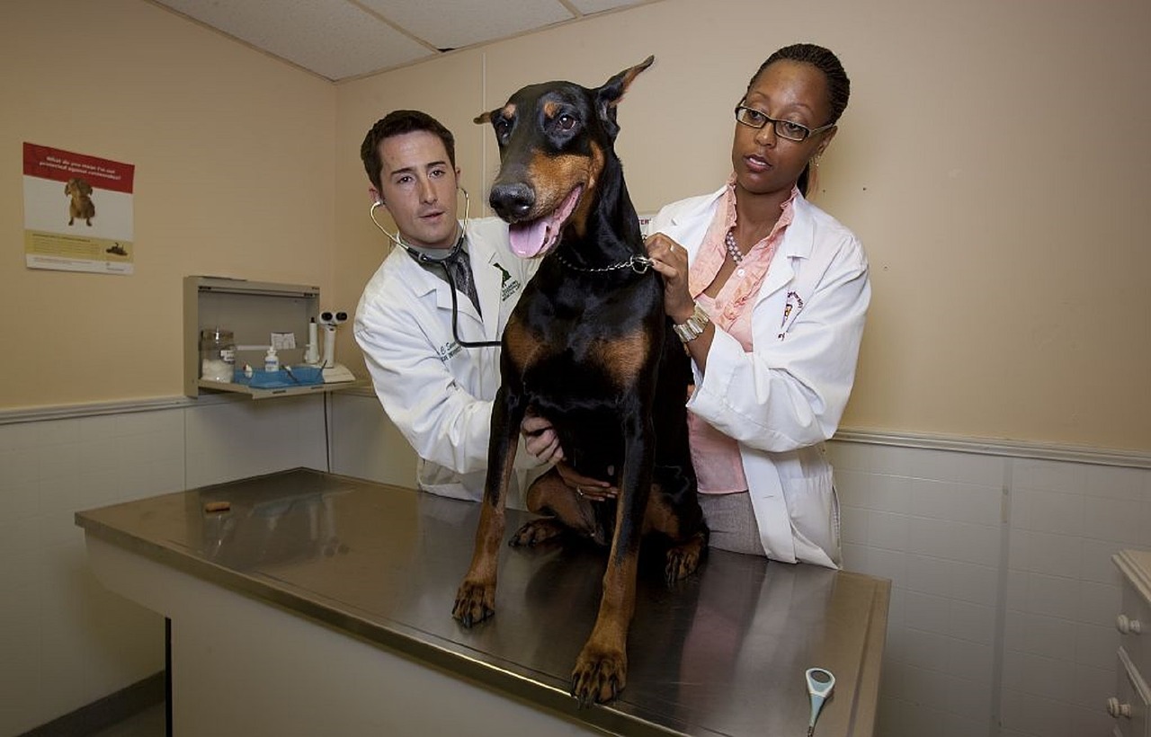 Artritis, los perros también la sufren Doberman en el veterinario