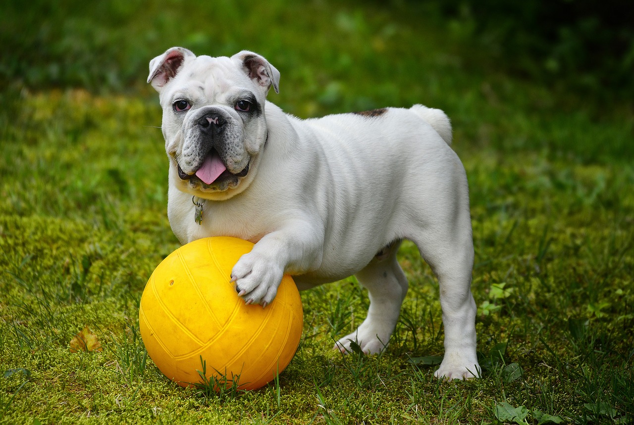 Origen y evolución del Bulldog Inglés Bulldog Inglés con pelota