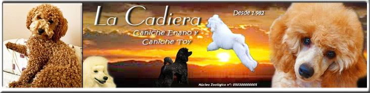 En La Cadiera criamos para ti los mejores Caniches Toy y Enano En La Cadiera criamos para ti los mejores Caniches Toy y Enano