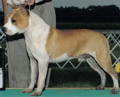 American Staffordshire Terrier. Odyics Mystik Taboo.