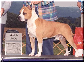 American Staffordshire Terrier. Fraja Ec Golden Boy.