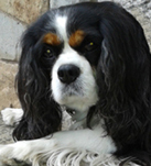 Cavalier King Charles Spaniel.  Ch. LIANE´S MY SWEETHEART.