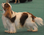 Cavalier King Charles Spaniel.