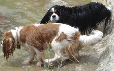 Cavalier King Charles Spaniel.