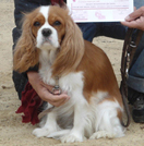 Cavalier King Charles Spaniel.