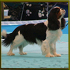 Cavalier King Charles Spaniel.  Ch. Be My Angel.