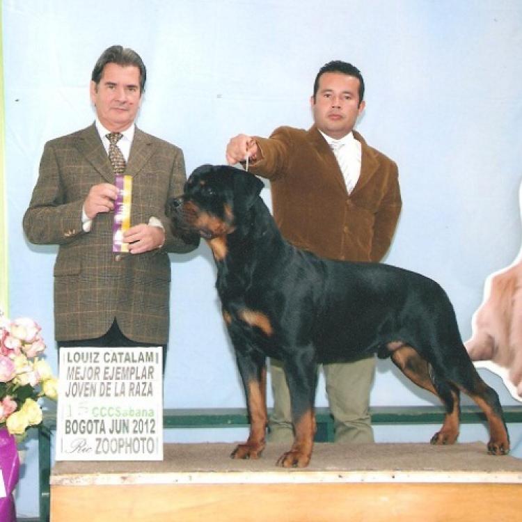 Rottweiler. Jr.Ch. Arcio de Breogan.