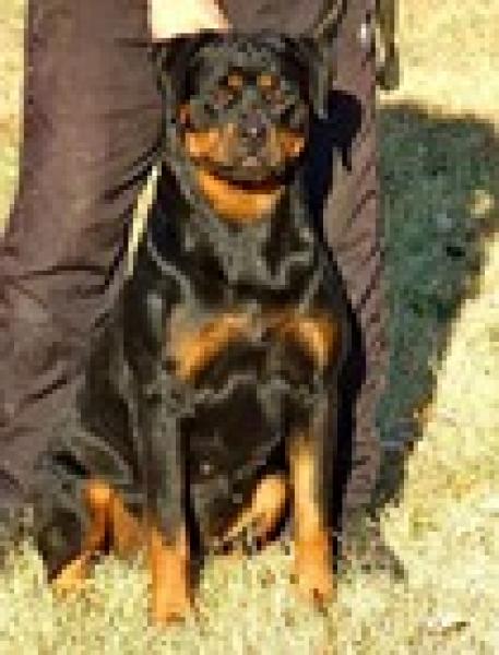 Rottweiler.  Ch. Barbi King Of The East.