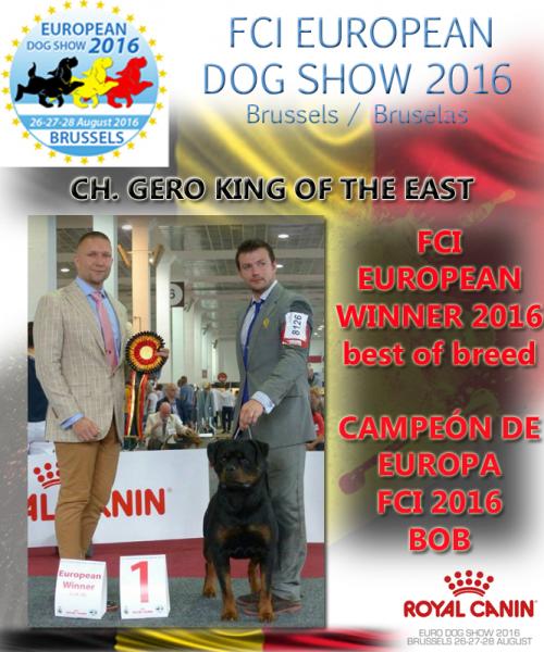 Rottweiler. GERO KING OF THE EAST. European Winner Best of Breed.