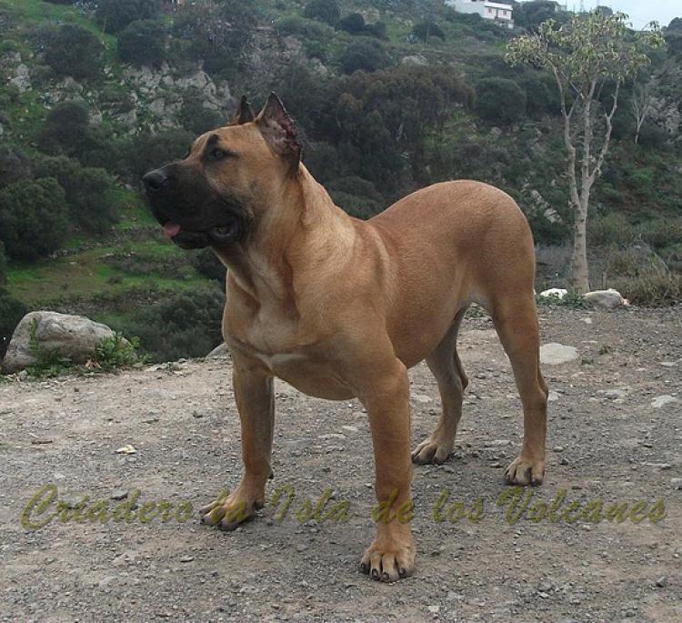 Dogo Canario. Turco De La Isla De Los Volcanes con 8 meses.