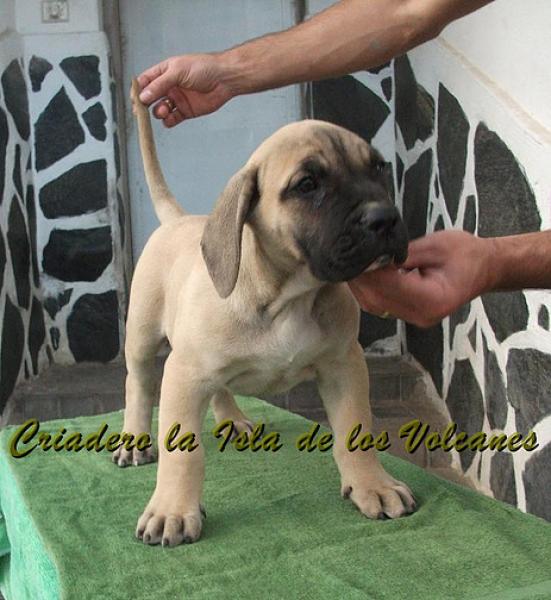 Dogo Canario. Vicky De La Isla De Los Volcanes con 3 meses.