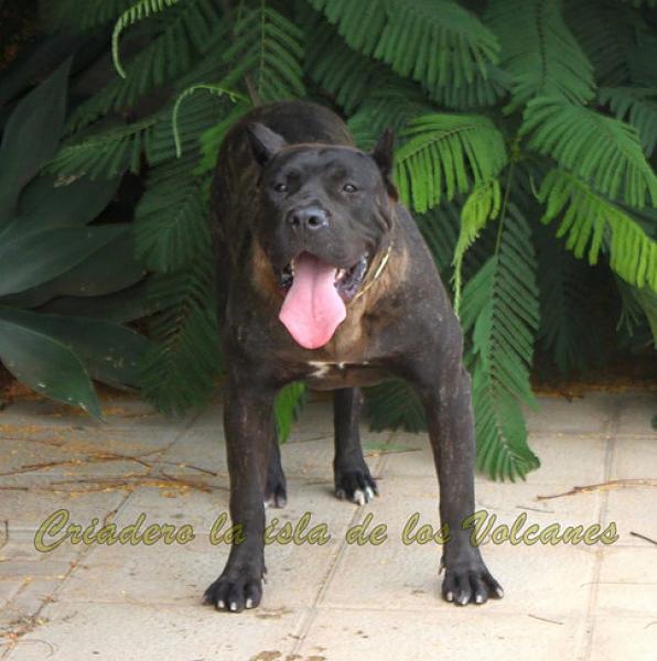 Dogo Canario. Pantera De La Isla De Los Volcanes.