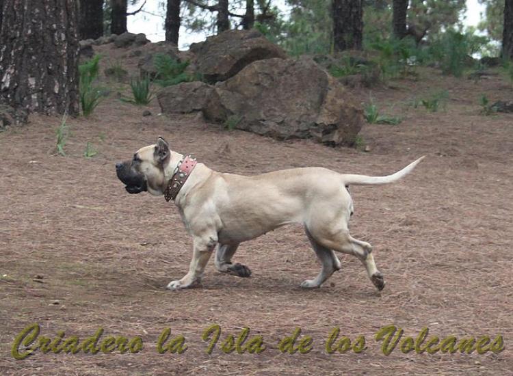 Dogo Canario. Vicky De La Isla De Los Volcanes con 15 meses.