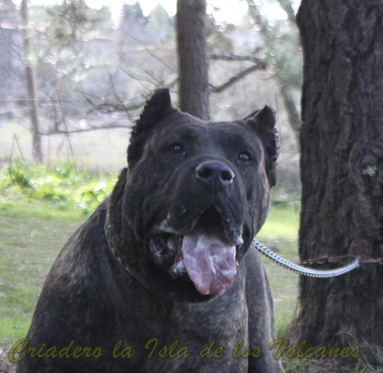 Dogo Canario. FANNY DE LA ISLA DE LOS VOLCANES con 20 meses.