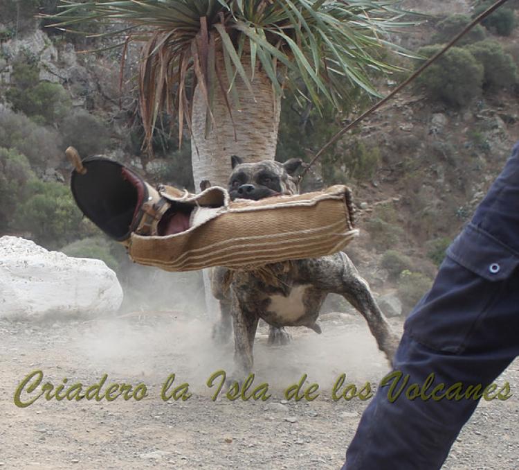 Dogo Canario. Faina De La Isla De Los Volcanes. Prueba de Caracter.