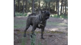 Dogo Canario. Cora De La Isla De Los Volcanes. Prueba de Trabajo.