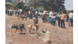 Dogo Canario.