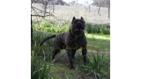 Dogo Canario. Faraon De La Isla De Los Volcanes.