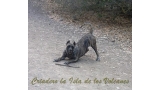 Dogo Canario. Faina De La Isla De Los Volcanes con 9 meses.