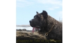 Dogo Canario. FANNY DE LA ISLA DE LOS VOLCANES de joven.