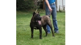 Dogo Canario. FANNY DE LA ISLA DE LOS VOLCANES de joven.