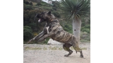 Dogo Canario. LLAIMA DE LA ISLA DE LOS VOLCANES con 20 meses.