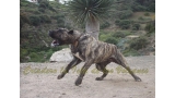 Dogo Canario. LLAIMA DE LA ISLA DE LOS VOLCANES con 20 meses.