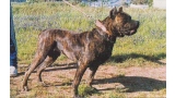 Dogo Canario. Fotos Historicas. Caporal.