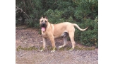 Dogo Canario. Turco De La Isla De Los Volcanes.