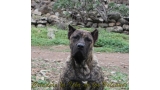 Dogo Canario. Faraon De La Isla De Los Volcanes con 6 meses.