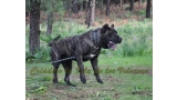 Dogo Canario. FANNY DE LA ISLA DE LOS VOLCANES con 20 meses.