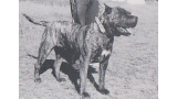 Dogo Canario. Fotos Historicas. Guama.