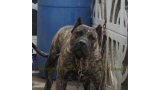 Dogo Canario. Faraon De La Isla De Los Volcanes con 8 meses.